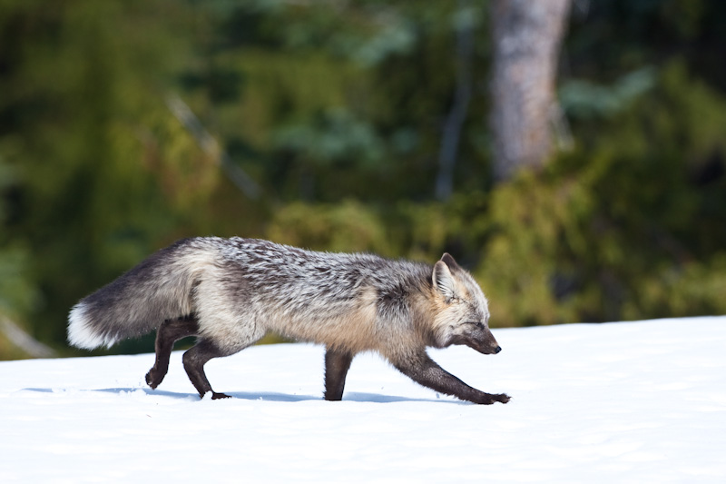 Red Fox